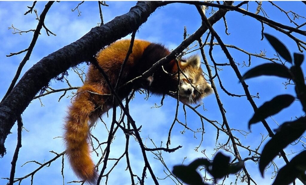 दिक्तेलमा दुर्लभ रेडपाण्डा फेला, संरक्षण अभियान र महोत्सव तयारी तीव्र